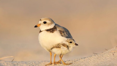 Amateur Honorable Mention: Piping Plover