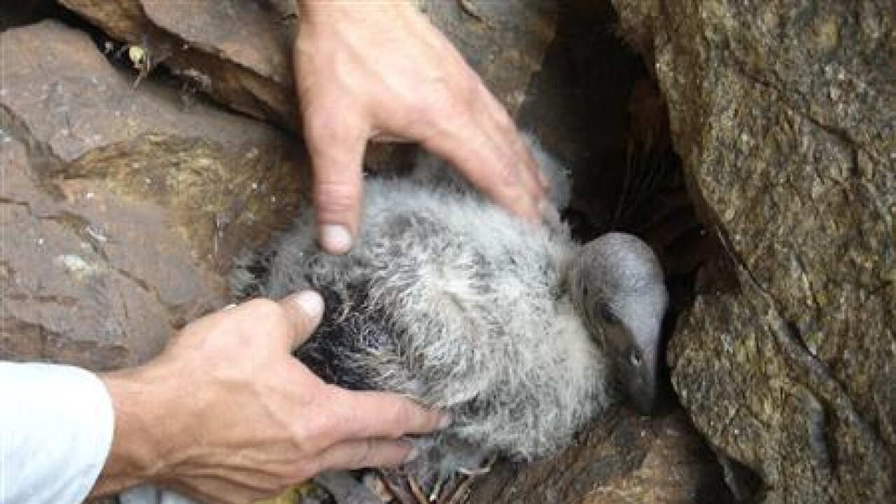 Condor Embryo First ever highly endangered Condor eggs hatch in Mexico Zoo