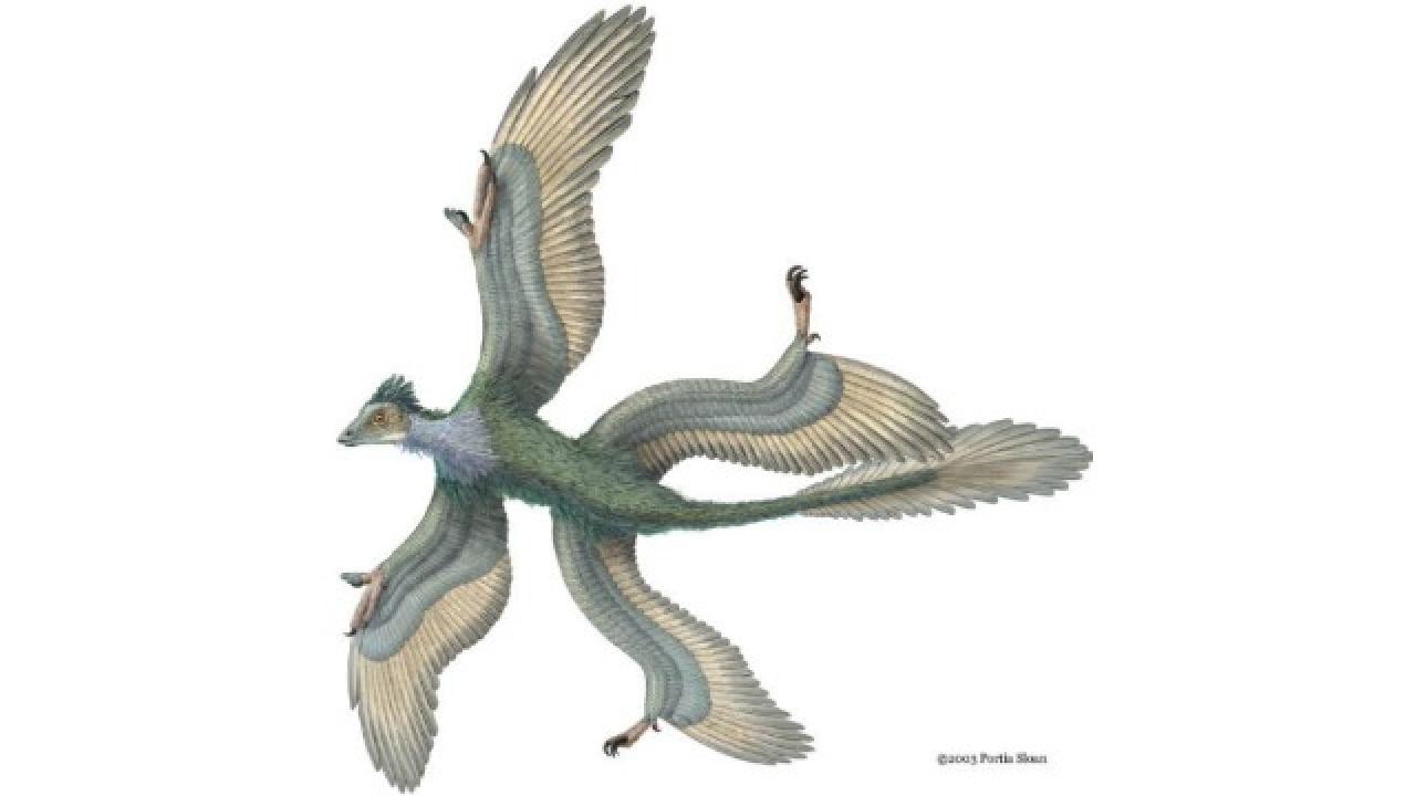 How birds out-survived mass extinction that wiped out dinosaurs