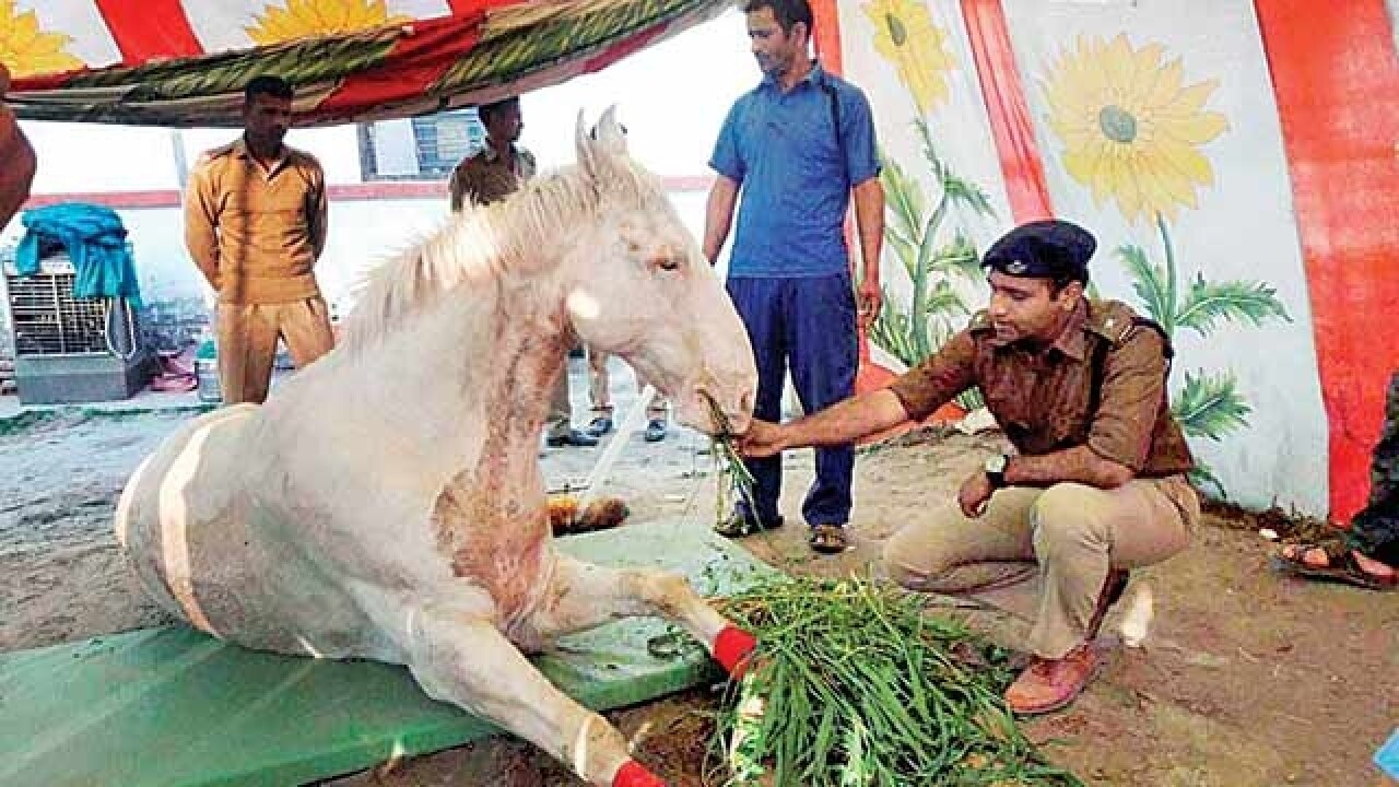 Petrol pump to be named after late police horse Shaktiman