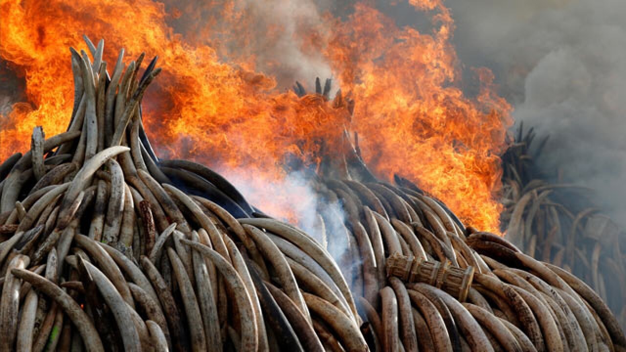 Kenya Burns Vast Piles Of Elephant Tusks Rhino Horns As It Seeks Ban On Trade