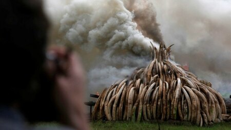 Journalist photographs the ivories being burnt