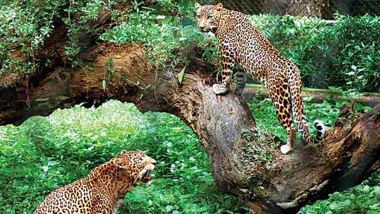 How Maharashtra plans to mitigate man-animal conflict in Junnar with a leopard safari How Maharashtra plans to mitigate man-animal conflict in Junnar with a leopard safari