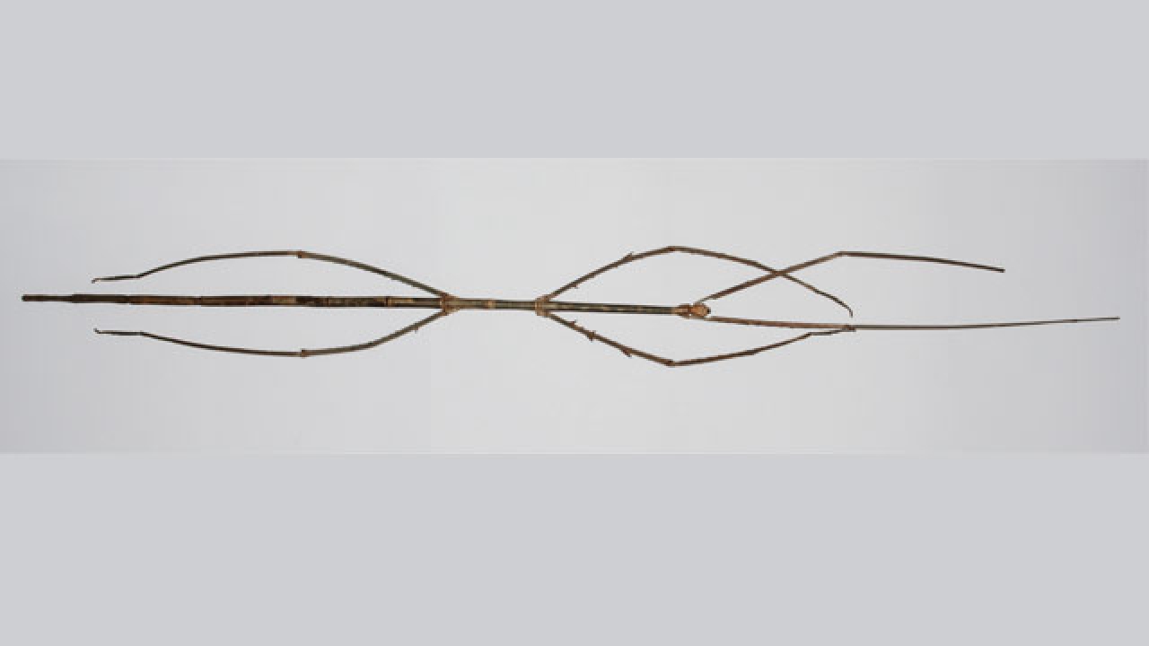 World's longest insect discovered in China measuring over 62 cms