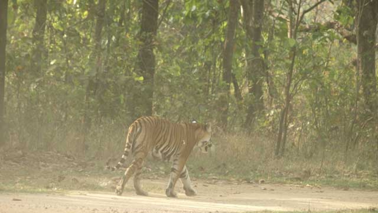 On The Jungle Book Trail At Kanha National Park