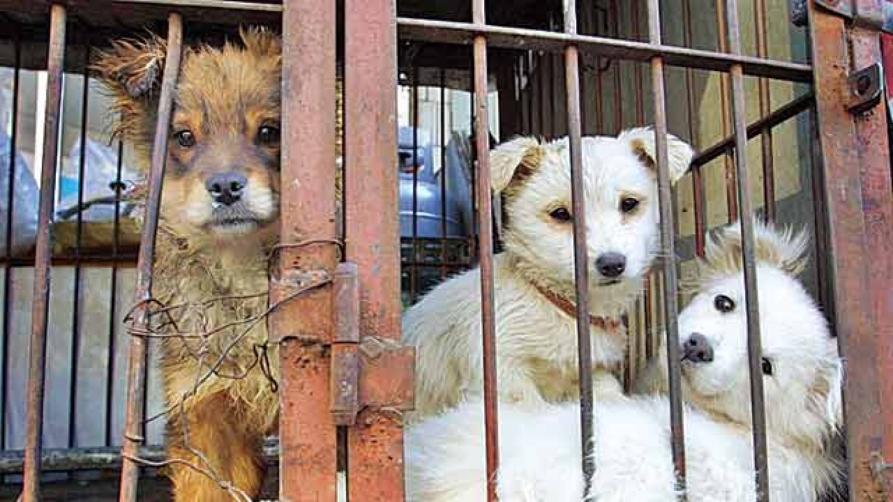 PIL seeks stringent punishment for cruelty to animals