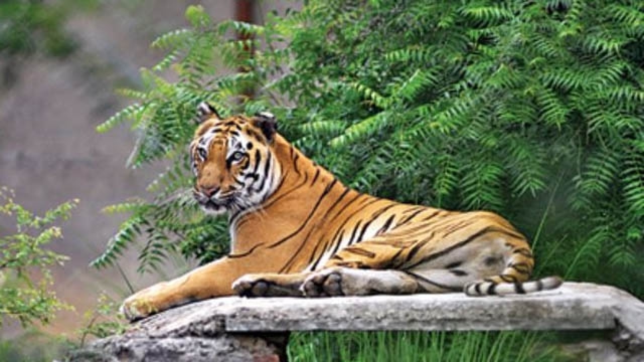 Rejecting NTCA's data, Odisha govt claims there are atleast 40 tigers ...