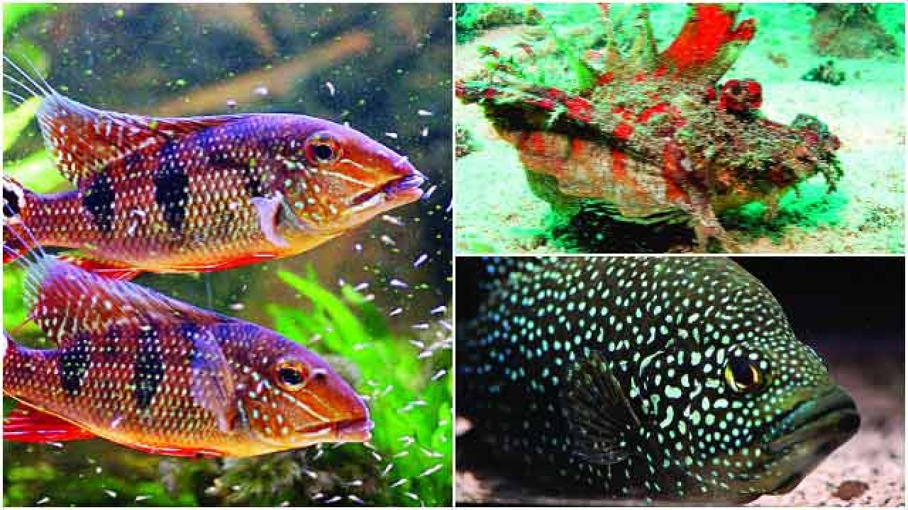 Learn Everything About Marine Life At This Fish Exhibition