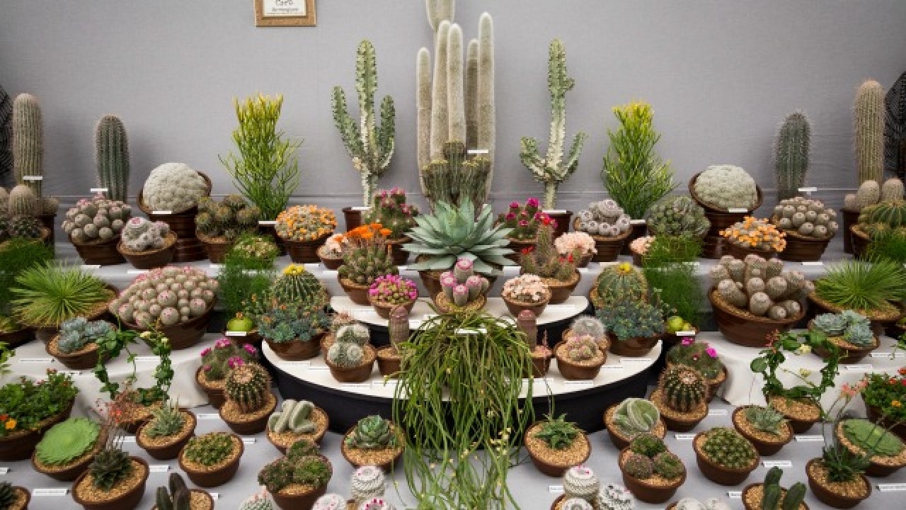 Collection of Cacti