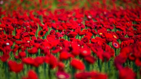300,000 hand-knitted poppies