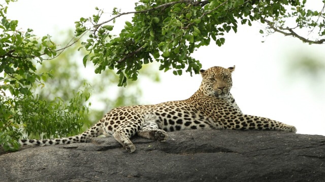 How a fitness regime and a diet of greens is saving Mumbai's leopards