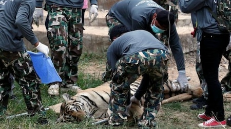 Sedated tiger being taken out on stretcher
