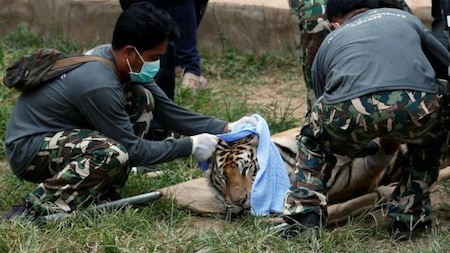 Sedated tiger being stretchered out