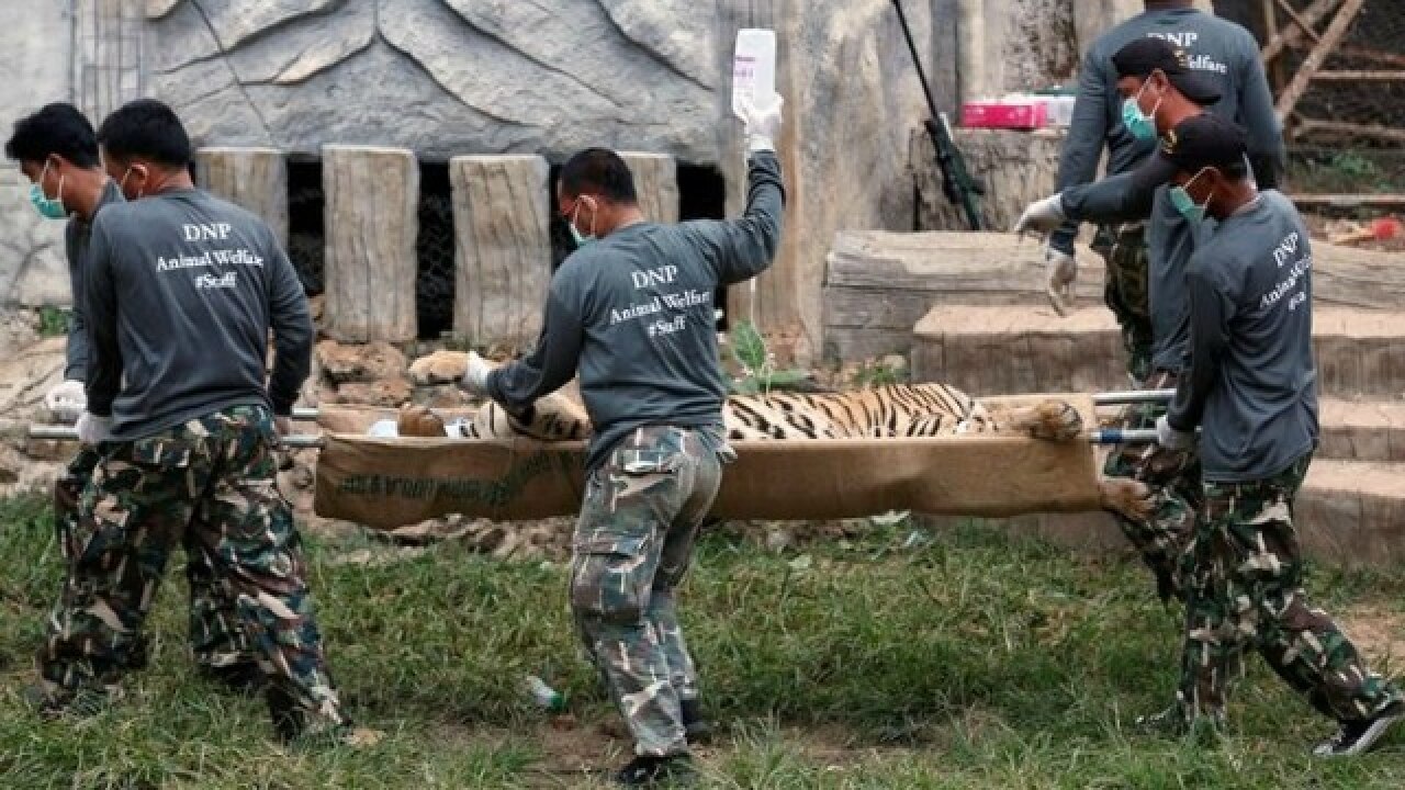 Officials taking the sedated tiger out