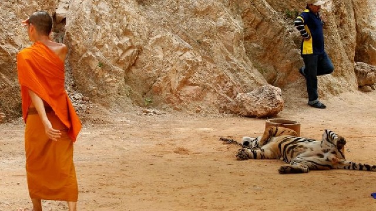 A Buddhist monk walks past a tiger