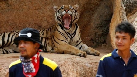 A tiger yawns prior to the move