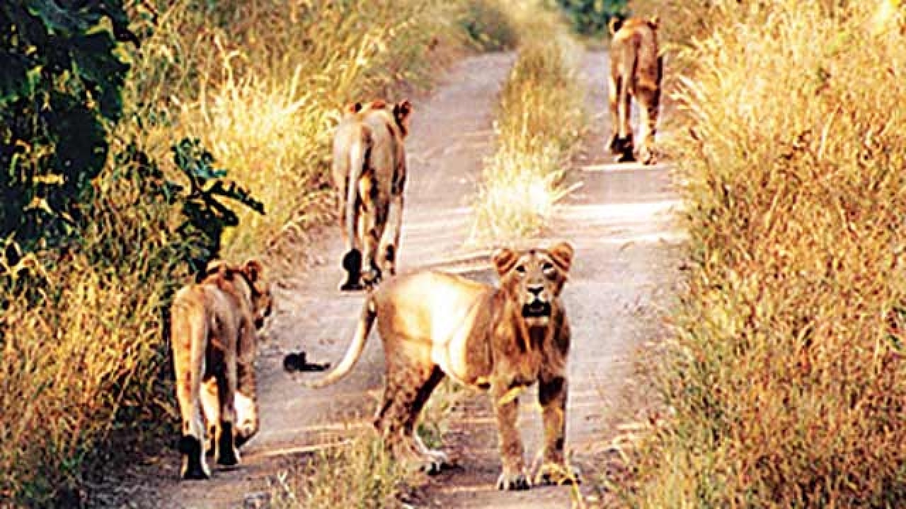 Death knell for UP lion safari as ninth cat dies