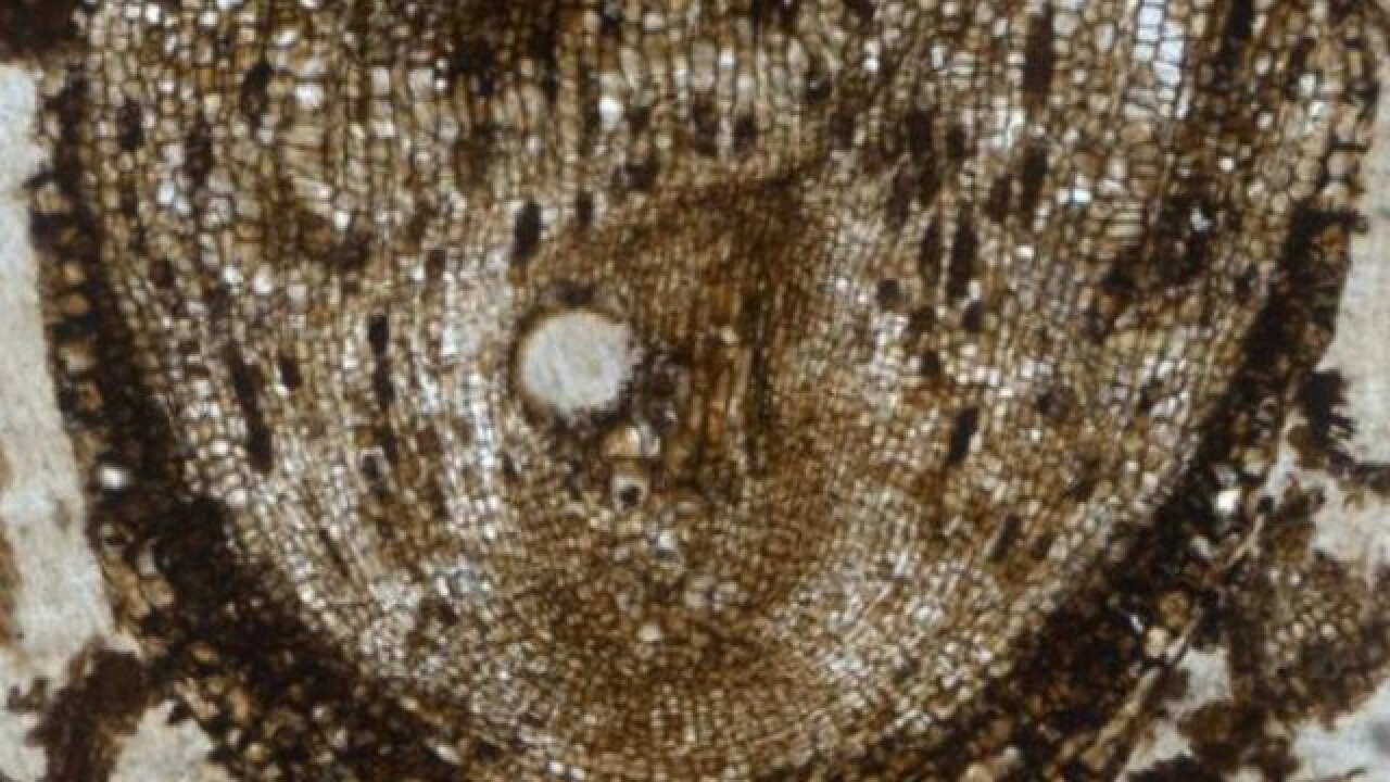 Oldest plant root stem cells discovered in UK
