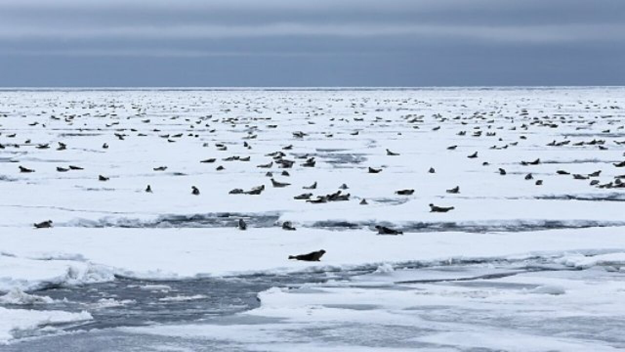 Arctic May Become Ice Free For First Time In Over 1 00 000 Years