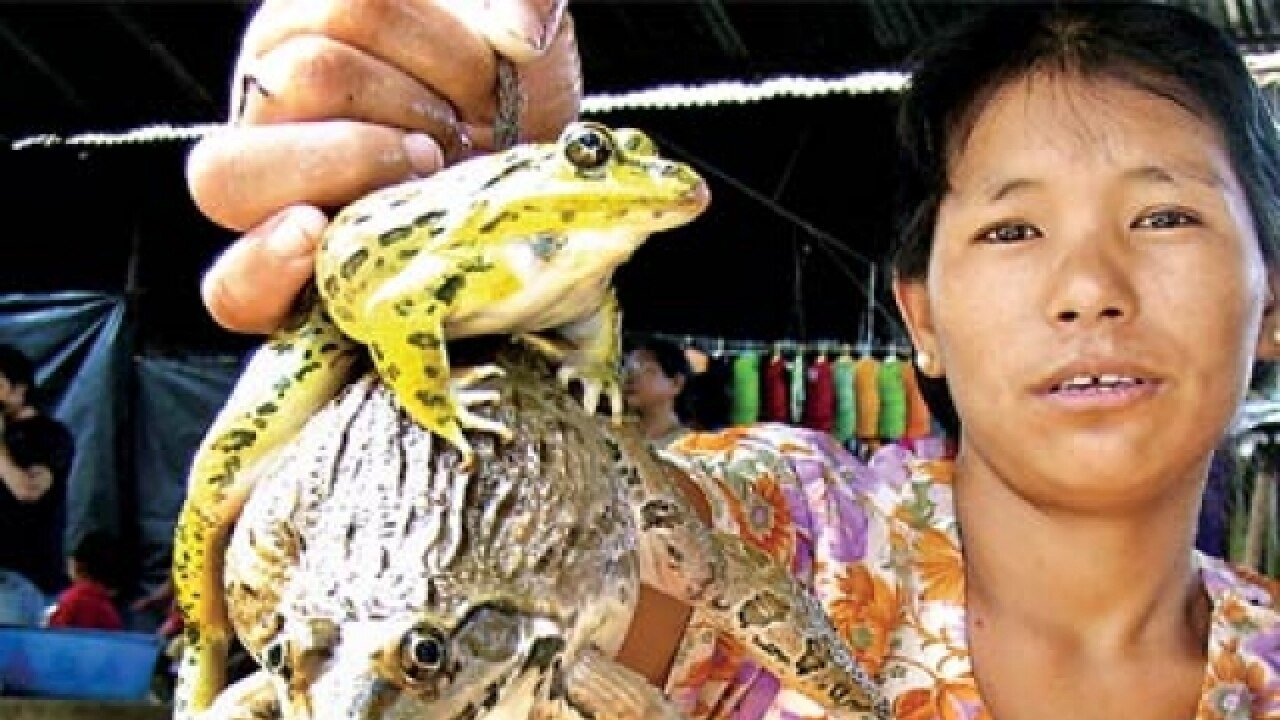 Goa: Chief forest conservator criticises frog eating tradition, says it disturbs food chain