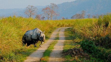 Kaziranga National Park, Assam