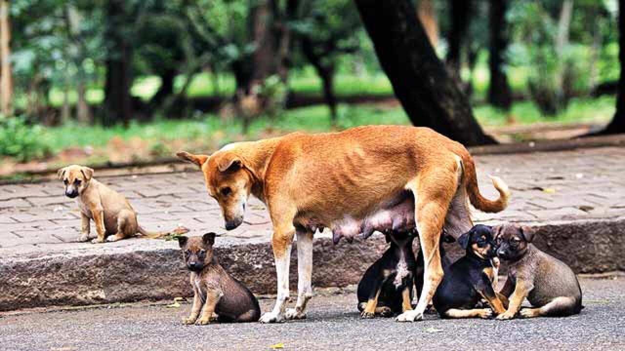 Stray Dogs RpolizX