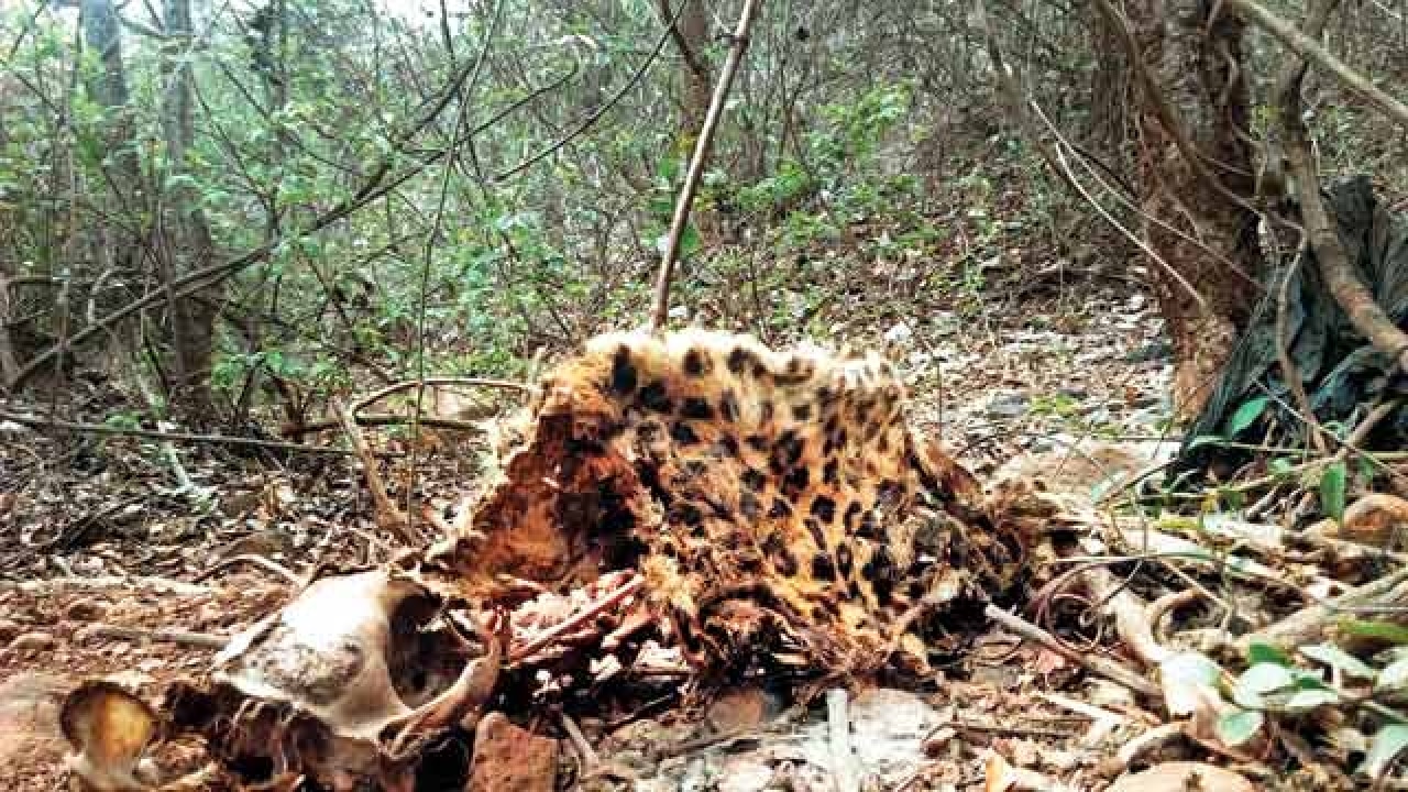 2nd leopard carcass spotted in Aarey within 2 months