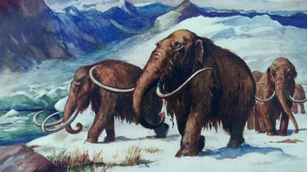 Humans, climate change together felled Ice Age giants