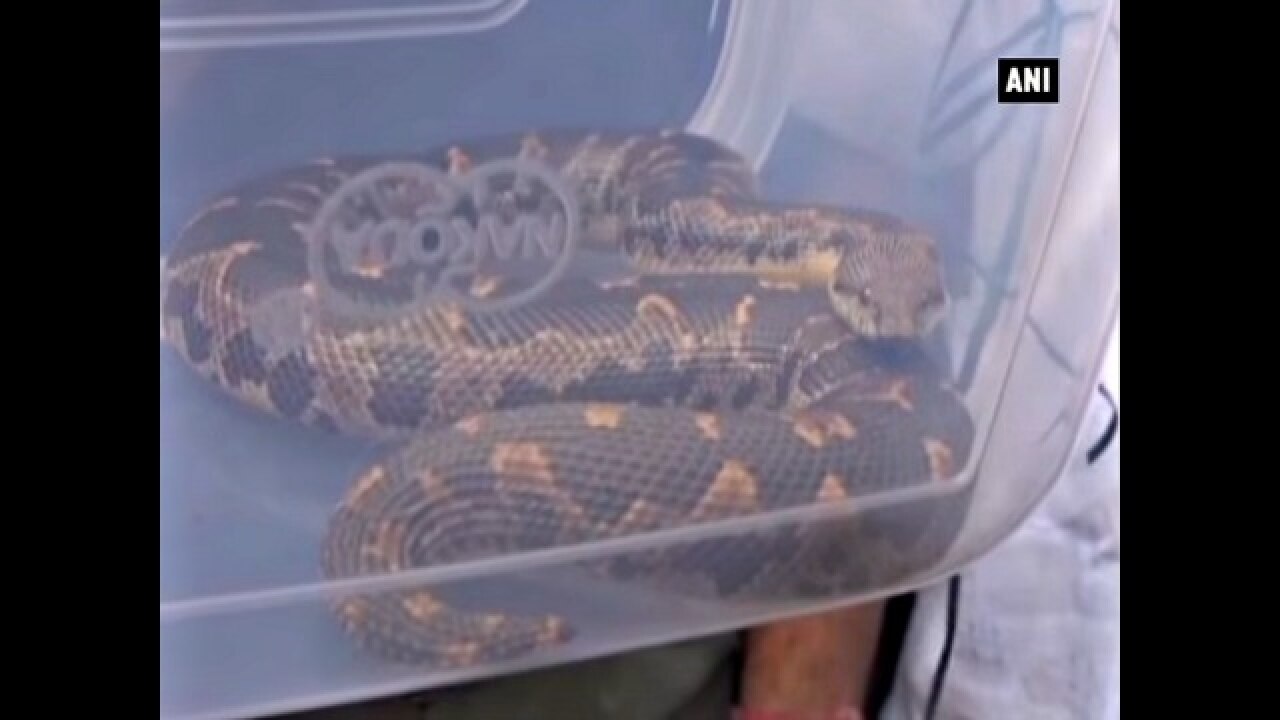 Watch: 2.5-feet long python caught in Ludhiana