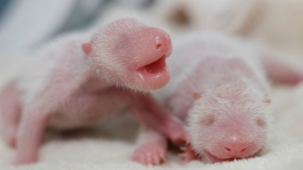 Aww! Giant panda gives birth to adorable twins in China