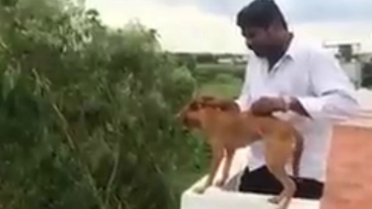 Watch Chennai man throws dog off the roof (Not for the fainthearted)