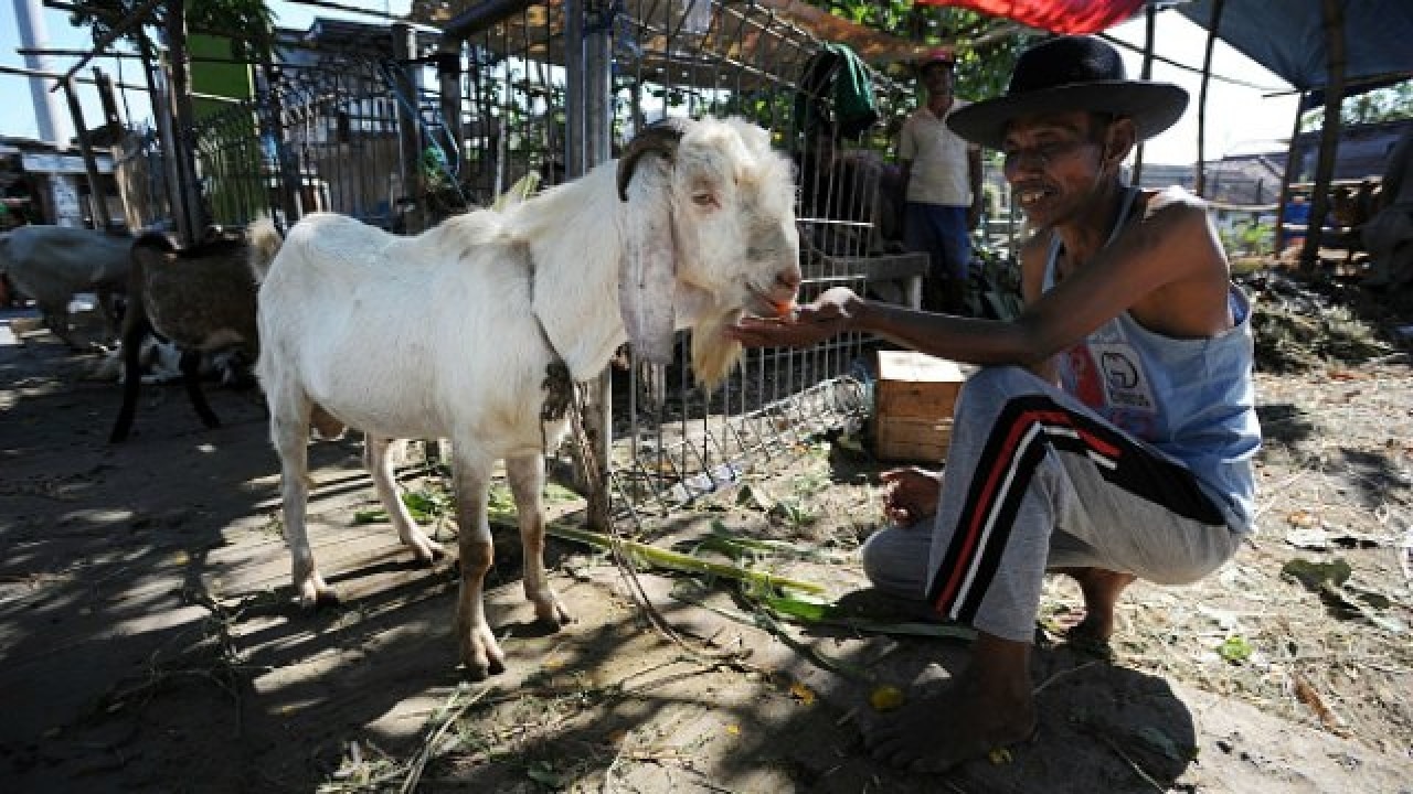 Watch: Goats 'talk' with humans the same way dogs do