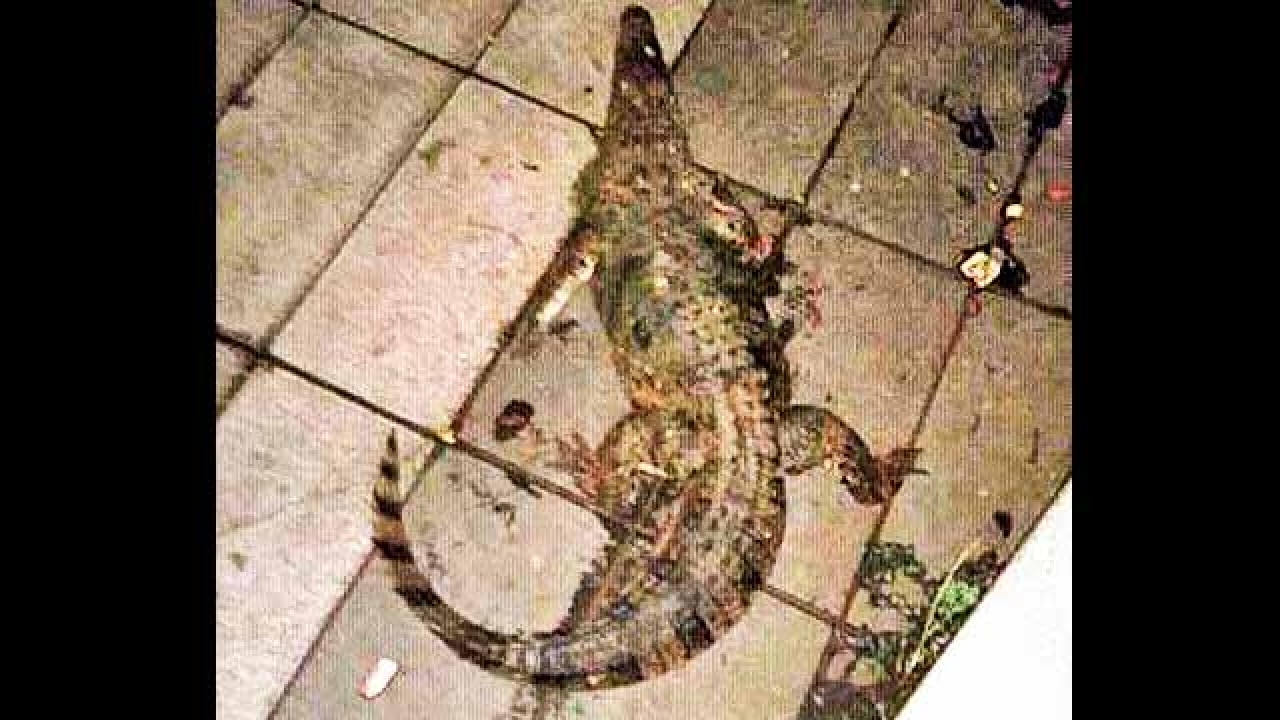 Powai Lake Crocodile Lands Near Iit M Wall Leaves Activists Rattled This is why one shouldn't be doing this in powai lake: powai lake crocodile lands near iit m