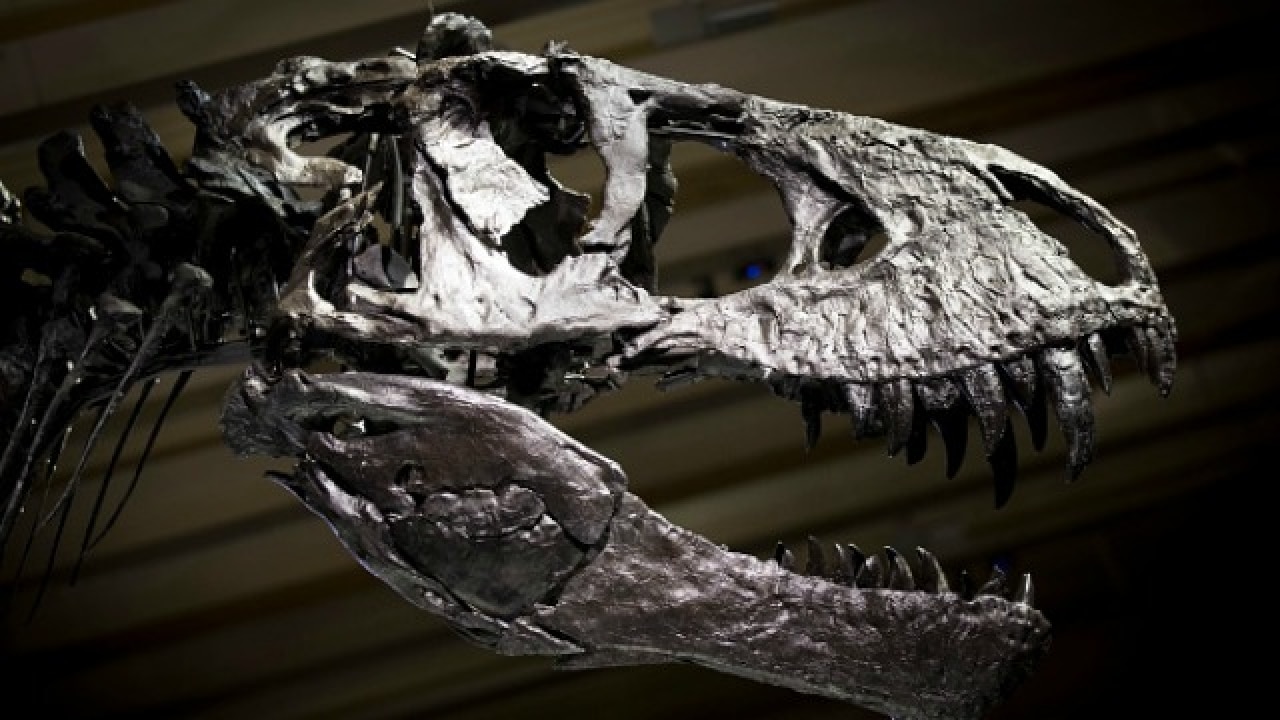First-ever fossil facial tumour discovered in dinosaur