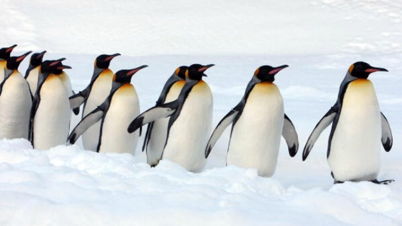 New study reveals King penguins keep an ear out for predators even when  asleep