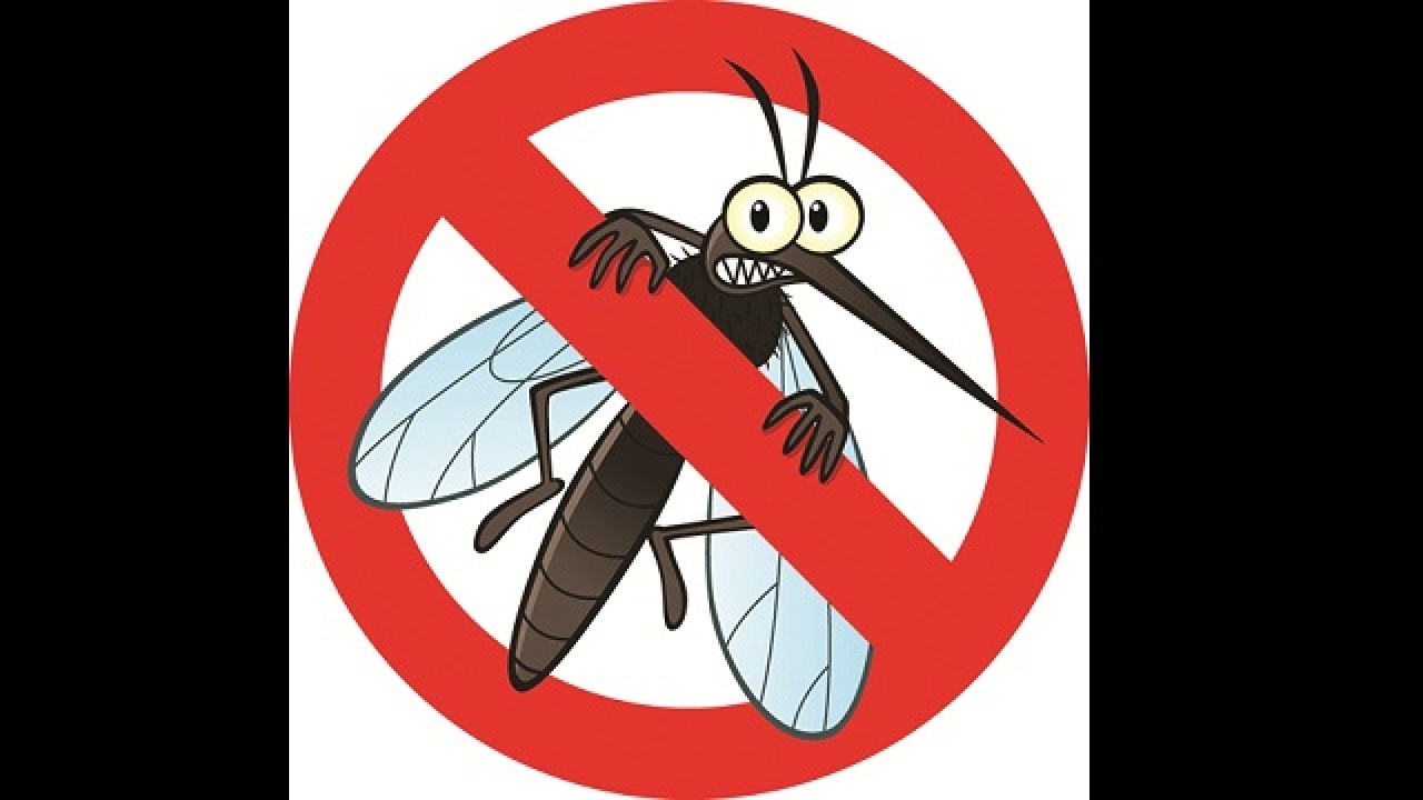 Brihanmumbai Municipal Corporation ropes in NGOs to battle mosquito menace