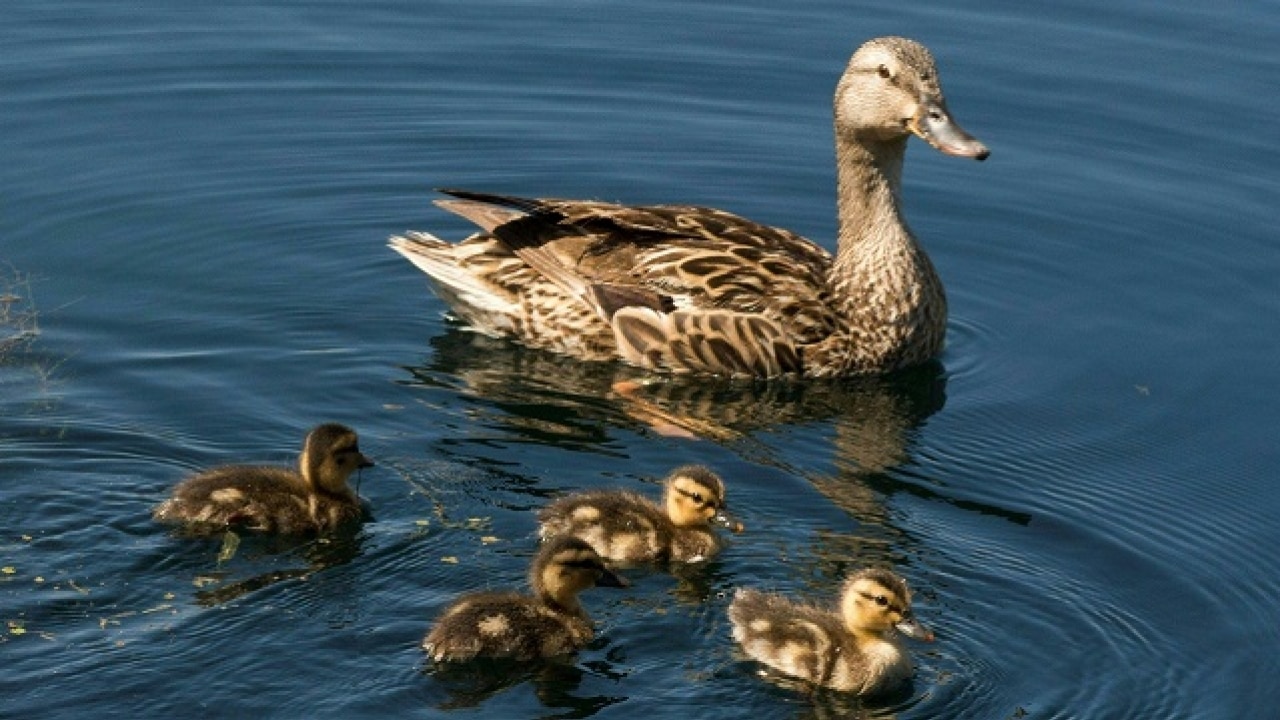 Tamil Nadu: Did the polluted Palar riverbed cause death of 3,500 ducks?