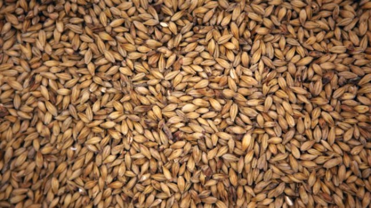 Scientists Sequence 6000yearold Barley Grain Genes For First Time In