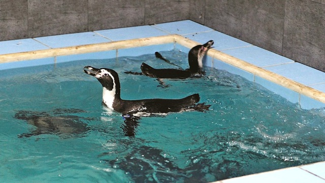 Watch: Mumbai's Byculla Zoo gets 8 Humboldt penguins, first time in the