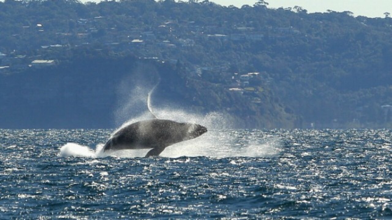 Rare New Species Of Beaked Whale Identified In Japan