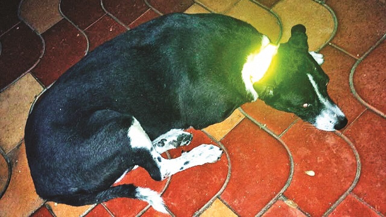 reflective collars for stray dogs