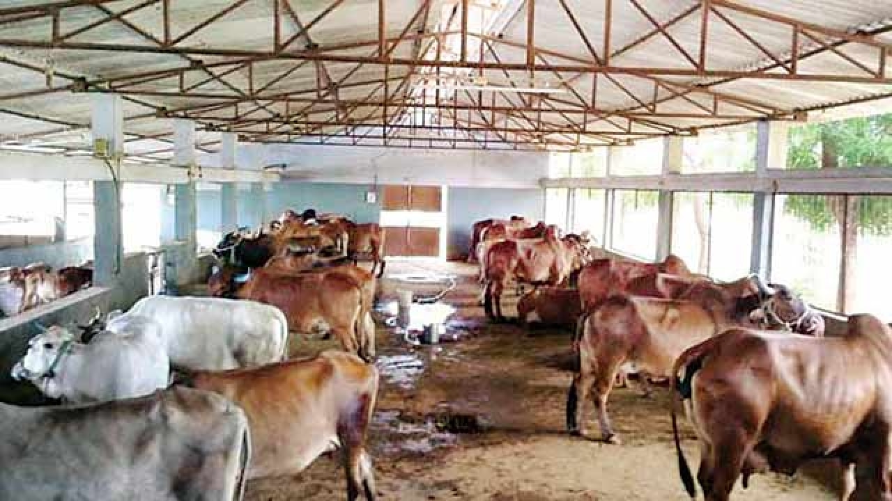 At receiving end of cow vigilantism, RSS-affiliated Muslim 