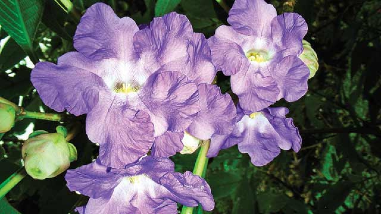 Sanjay gandhi national park set to turn lush lavender after 8 years