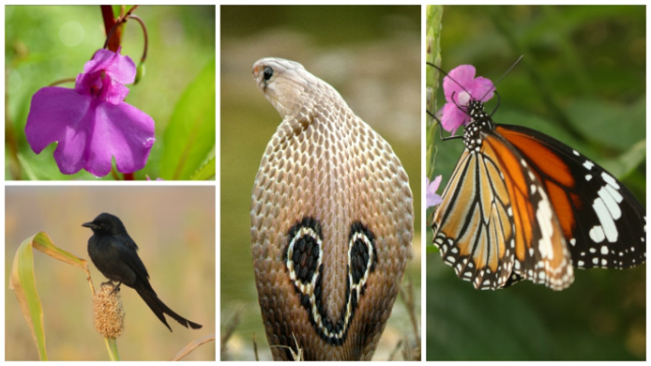 mumbai-s-biodiversity-hotspots