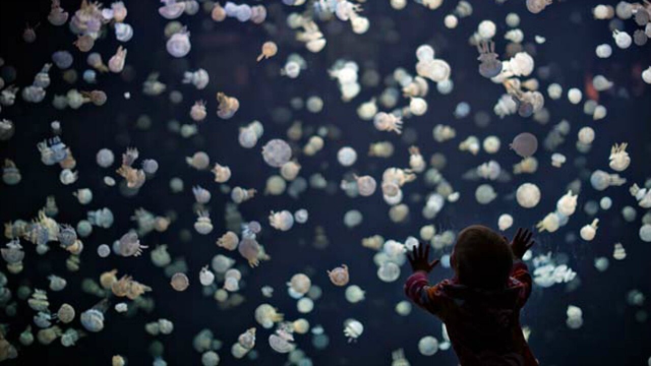 New laser created from jellyfish proteins