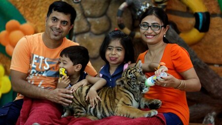33% increase in tiger captivity