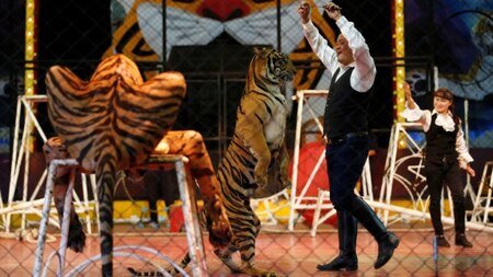 Forced animal performances
