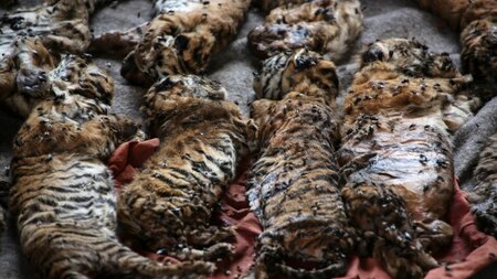 Carcass of cubs