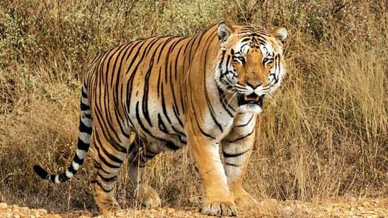 As hunt for missing tiger Jai continues, Maharashtra govt to demand CBI ...