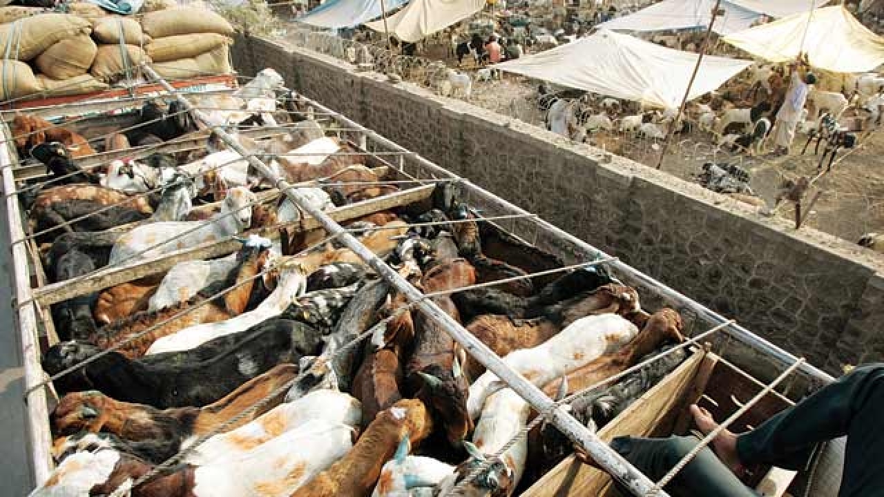 Corporators demand upgrade of Deonar abattoir ahead of Eid